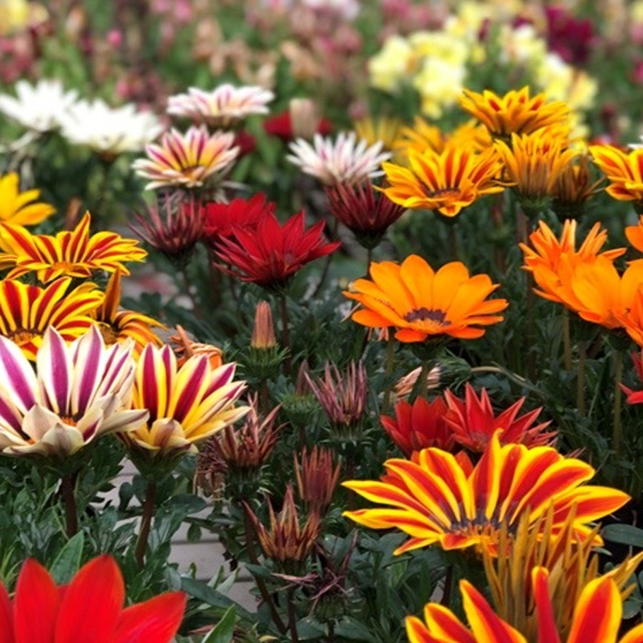 Gazania
