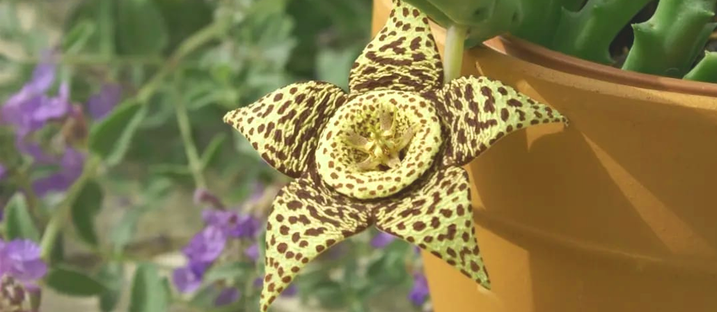 Plantas del vivero - Imagen 4